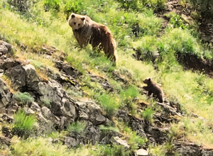 Հայաստանում հանդիպող գորշ արջերի ենթապոպուլյացիան փոքր է, իզոլացված և կարիք ունի պահպանության