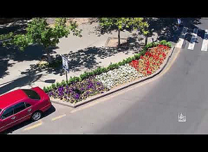 Երևանի լանդշաֆտային ձևավորումը՝ շուրջ կես միլիոն թփերով ու ծաղիկներով: