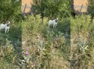 Ոսկեհասկում շունը կծել է 5 հոգու, 5-ամյա երեխայի վիճակը ծանր է․ Առավոտ