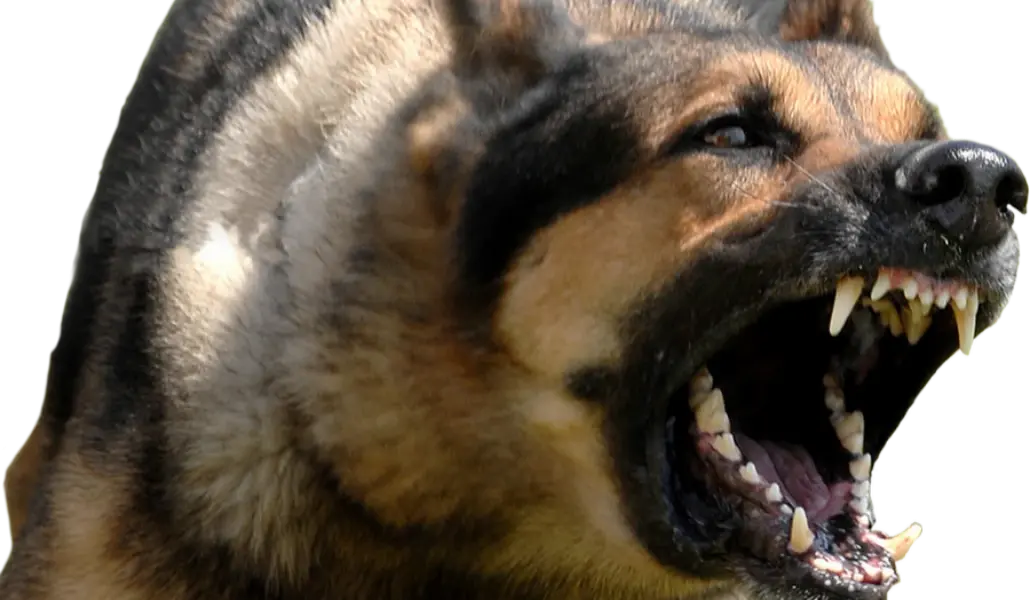 angry_dog_
