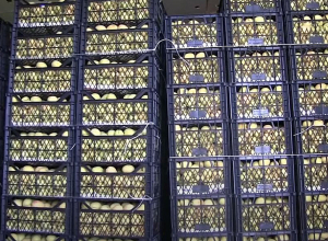 Էս ծիրանը թափելու ենք կառավարության դեմը․ արտահանողները սնանկության եզրին են. epress.am