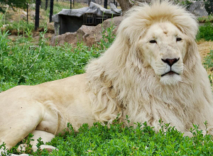 «Սկսել ենք Մուֆասայի ծանոթացումը էգ առյուծների հետ»․ Երևանի կենդանաբանական այգի