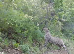 «Խոսրովի անտառ»-ի բնակիչ ընձառյուծը հայտնվել է ֆոտոթակարդի առաջ