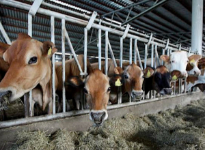 ««ԱՐԻՎԻՐ» դեղամիջոցով կենդանիների միջին ապաքինումը շուրջ 80 տոկոս է․ անասնաբուժության համար աննախադեպ արդյունք է»