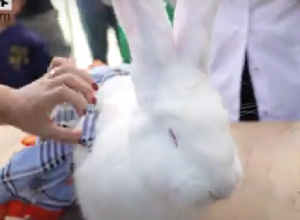 Ճագարների առաջին փառատոնը՝ Հայաստանում