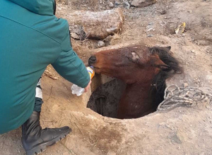 Ձին ընկել է դիտահորը և չի կարողանում դուրս գալ․ անհրաժեշտ է փրկարարների օգնությունը