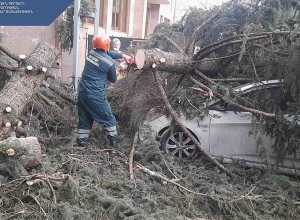 Եղևնին ընկել է կայանած ավտոմեքենայի վրա