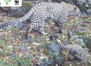 Ինչպես է Կովկասյան ընձառյուծն իր ձագի հետ ազատորեն շրջում