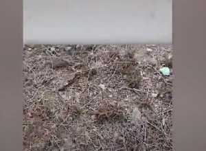 Թմրամիջոցի 148 փաթեթից 138-ը հայտնաբերվել ու առգրավվել է