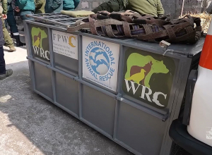 Անազատության պայմաններում պահվող գորշ արջը այսուհետ կգտնվի ավելի հուսալի միջավայրում