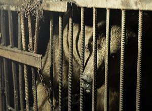 Տասնյակ տարիներ շարունակ անազատ պայմաններում պահվող երեք գորշ արջ տեղափոխվել են Վայրի կենդանիների փրկարար կենտրոն