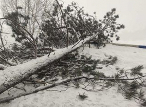 Մասնատել և երթևեկելի հատվածներից հեռացրել են տապալված ծառերը