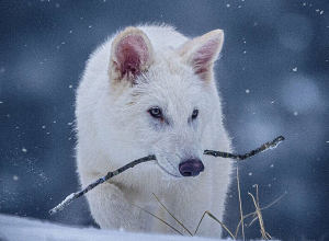 Գիտնականները հայտարարել են, որ կենդանացրել են գայլերի, որոնք վերացել էին 10 հազար տարի առաջ