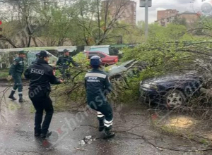 Ուժեղ քամու հետևանքով Գայի պողոտայում ծառը կոտրվել, ընկել է մեքենաների վրա