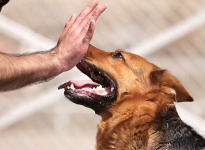 Լճի ափին՝ Էրեբունի վարչական շրջանը շների համար զբոսայգի ունի