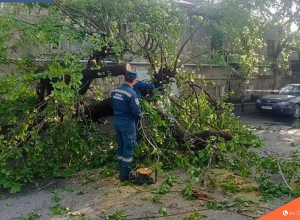 Փրկարարները հեռացրել են ծառը