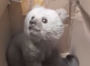 Ցանցում խճճված արջի քոթոթը տեղափոխվել է կենդանիների կացարան․ ԲԸՏՄ