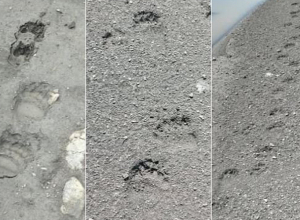 Արջի թարմ հետքեր են հայտնաբերվել «Արփի լիճ» ազգային պարկի տարածքում․ նախարարությունը զգուշացնում է