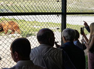 Վանդակներում տանջվող վայրի կենդանիները կփրկվե՞ն