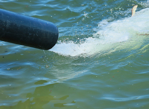 38,800 մանրաձուկ բաց է թողնվել Սևանա լիճ