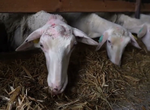 Կառավարությունը պատրաստ է փոխհատուցել տոհմային կենդանիների ձեռքբերման գնի 50 տոկոսը