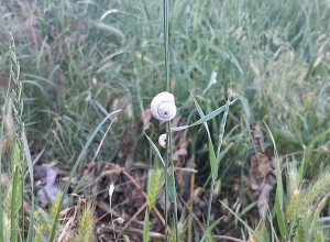 Սպասվում է կարճատև անձրև և ամպրոպ