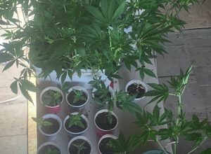 43-ամյա իջևանցու տանը հայտնաբերվել է թմրաբույսերի լաբորատորիա