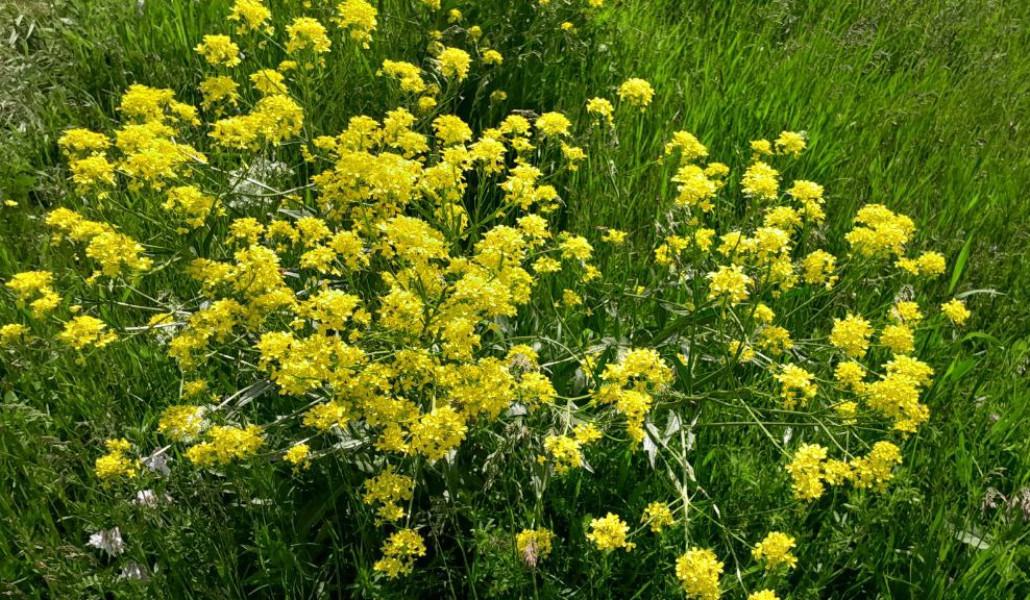 photo_2025-05-29_14-06-01