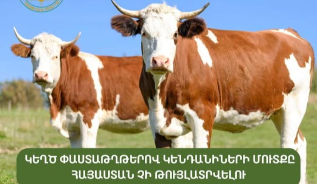 503274524_1114831577347893_6496179066517991358_n (1)