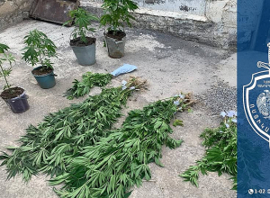 Զննությամբ հայտնաբերվել են կանեփի 160 թուփ և կանեփանման զանգվածով տարաներ