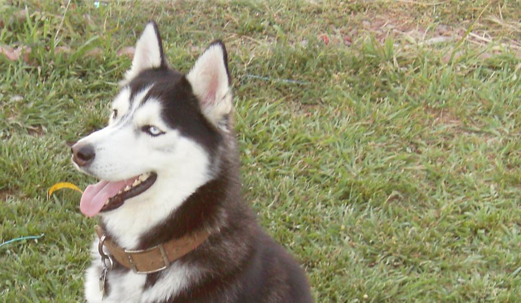 The_Husky