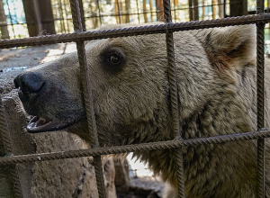 8-ամյա պայքարի հաջող ավարտը. FPWC-ի և պետական մարմինների համագործակցությունը փրկում է գորշ արջի կյանքը
