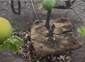 Չիլիում մարդկային մազերով պայքարում են երաշտի դեմ․ ջրի գոլորշացումը նվազում է 71%-ով