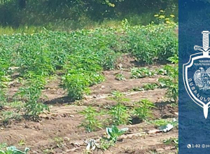 Չարենցավանի 42-ամյա բնակիչը հողատարածքում կանեփ էր աճեցնում․ հայտնաբերվել է 732 թուփ