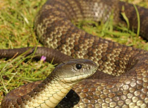 Սյունիքում օձերն ակտիվացել են, մեղվի կծածից էլ մարդ է մահացել