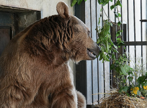 Մալաթիա-Սեբաստիայից փրկված արջերն ակտիվ վերականգնման փուլում են