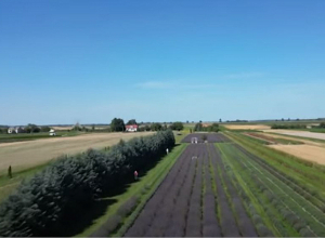 Շոգ եղանակը նպաստում է լեհ ֆերմերներին լավանդա աճեցնելուն