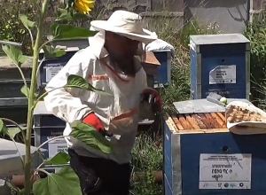 Մեղրաքամի ժամանակն է