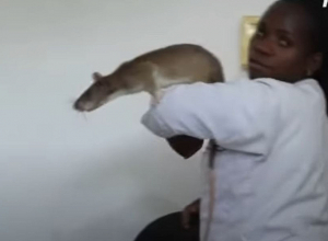 Տանզանիայում «հերոս առնետները» փրկում են կյանքեր՝ գտնելով ականներ ու տուբերկուլյոզ