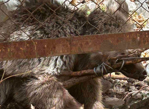 Մետաղական ինքնաշեն լարանում արգելափակված արջի քոթոթը տեղափոխվել է Ուրցաձորի կովկասյան կենսաբազմազանության ապաստարան