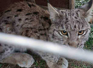 Բագրավանում հայտնաբերված հյուծված լուսանի ձագը տեղափոխվել է Երևանի կենդանաբանական այգի