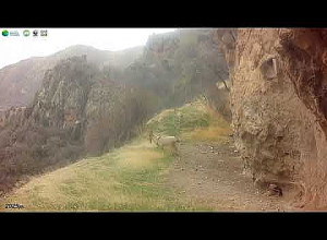 Բեզոարյան այծերի զբոսանքը «Խոսրովի անտառ» պետական արգելոցում