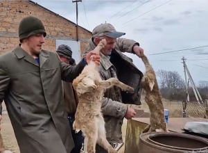 Մի 150 գառ արդեն սատկել ա, մնացածն էլ կոտորվում են․ խնձորեսկցի