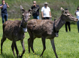 «Դիլիջան» ազգային պարկում բաց թողնված ազնվացեղ եղջերուի անհետացման դեպքով հարուցվել է քրեական վարույթ