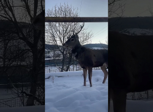 Չմոտենալ և չվնասել եղջերուներին. ՇՄՆ-ն զգուշացնում է