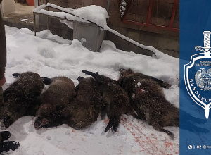 Ապօրինի որսացել էին վայրի խոզեր