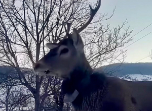 Լոռու մարզում վերջերս նկատված ազնվացեղ եղջերուն վերադարձվել է «Դիլիջան» ազգային պարկ