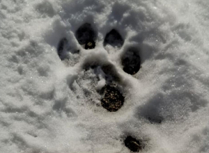 «Զանգեզուր» կենսոլորտային համալիրում արձանագրվել են Ընձառյուծի թարմ հետքեր (լուսանկարներ)