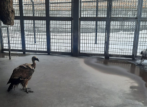 Ապօրինի պահվող լուսանը և կարմիրգրքյան թռչունները տեղափոխվել են Երևանի կենդանաբանական այգի