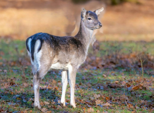 Եղնիկը վերադարձվել է վայրի բնություն